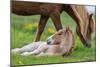 Mare and New Born Foal, Iceland-null-Mounted Premium Photographic Print