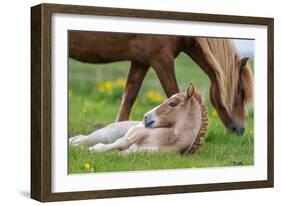 Mare and New Born Foal, Iceland-null-Framed Photographic Print