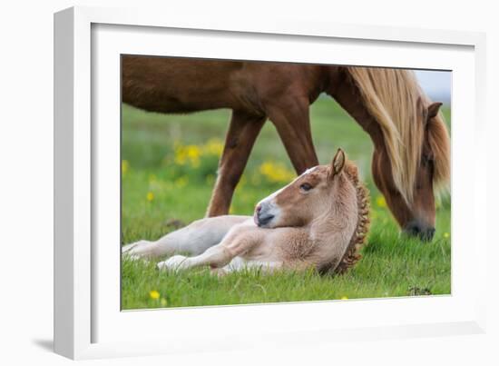 Mare and New Born Foal, Iceland-null-Framed Photographic Print