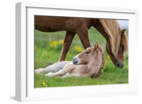 Mare and New Born Foal, Iceland-null-Framed Photographic Print