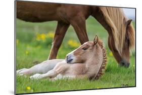 Mare and New Born Foal, Iceland-null-Mounted Photographic Print