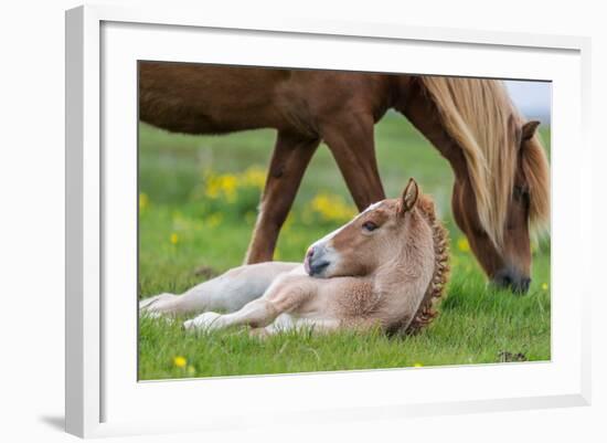 Mare and New Born Foal, Iceland-null-Framed Photographic Print