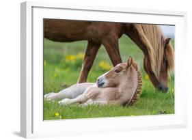 Mare and New Born Foal, Iceland-null-Framed Photographic Print