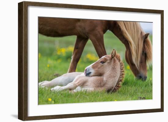 Mare and New Born Foal, Iceland-null-Framed Photographic Print