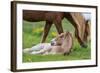 Mare and New Born Foal, Iceland-null-Framed Photographic Print