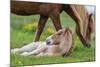 Mare and New Born Foal, Iceland-null-Mounted Photographic Print