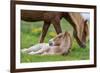 Mare and New Born Foal, Iceland-null-Framed Photographic Print