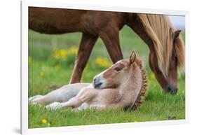 Mare and New Born Foal, Iceland-null-Framed Photographic Print