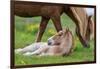 Mare and New Born Foal, Iceland-null-Framed Photographic Print