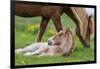 Mare and New Born Foal, Iceland-null-Framed Photographic Print