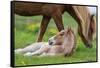 Mare and New Born Foal, Iceland-null-Framed Stretched Canvas