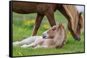 Mare and New Born Foal, Iceland-null-Framed Stretched Canvas