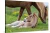 Mare and New Born Foal, Iceland-null-Stretched Canvas