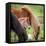 Mare and New Born Foal, Iceland-null-Framed Stretched Canvas