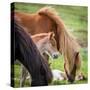 Mare and New Born Foal, Iceland-null-Stretched Canvas