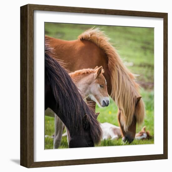 Mare and New Born Foal, Iceland-null-Framed Photographic Print