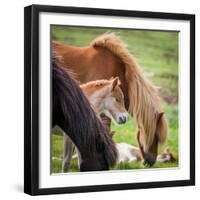 Mare and New Born Foal, Iceland-null-Framed Photographic Print