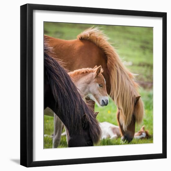 Mare and New Born Foal, Iceland-null-Framed Photographic Print