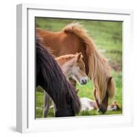 Mare and New Born Foal, Iceland-null-Framed Photographic Print