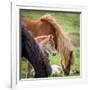 Mare and New Born Foal, Iceland-null-Framed Photographic Print