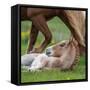 Mare and New Born Foal, Iceland-null-Framed Stretched Canvas