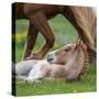 Mare and New Born Foal, Iceland-null-Stretched Canvas