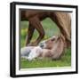 Mare and New Born Foal, Iceland-null-Framed Photographic Print