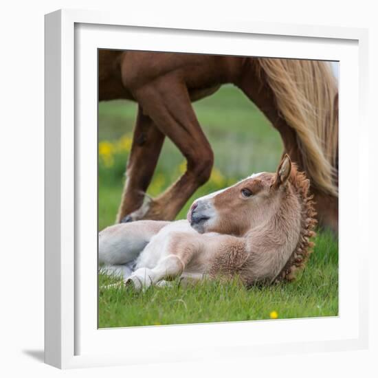 Mare and New Born Foal, Iceland-null-Framed Photographic Print