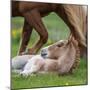 Mare and New Born Foal, Iceland-null-Mounted Photographic Print