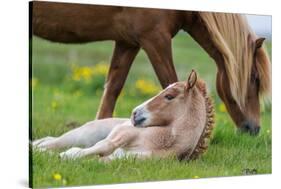 Mare and New Born Foal, Iceland-Arctic-Images-Stretched Canvas