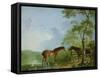 Mare and Stallion in a Landscape-Sawrey Gilpin-Framed Stretched Canvas