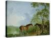 Mare and Stallion in a Landscape-Sawrey Gilpin-Stretched Canvas