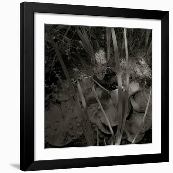 Mare, c.2004-Jacky Lecouturier-Framed Premium Giclee Print