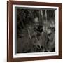 Mare, c.2004-Jacky Lecouturier-Framed Premium Giclee Print