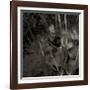 Mare, c.2004-Jacky Lecouturier-Framed Premium Giclee Print