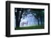 Mare in a Mystical Foggy Woods-null-Framed Art Print