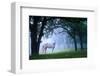 Mare in a Mystical Foggy Woods-null-Framed Art Print
