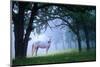 Mare in a Mystical Foggy Woods-null-Mounted Art Print