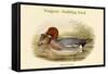 Mareca Penelope - Widgeon - Dabbling Duck-John Gould-Framed Stretched Canvas