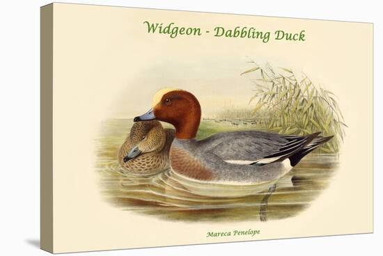 Mareca Penelope - Widgeon - Dabbling Duck-John Gould-Stretched Canvas