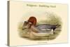 Mareca Penelope - Widgeon - Dabbling Duck-John Gould-Stretched Canvas