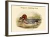 Mareca Penelope - Widgeon - Dabbling Duck-John Gould-Framed Art Print