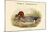 Mareca Penelope - Widgeon - Dabbling Duck-John Gould-Mounted Art Print
