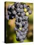 Marechal Foch Grapes at the Vineyard at Jewell Towne Vineyards, South Hampton, New Hampshire, USA-Jerry & Marcy Monkman-Stretched Canvas