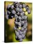 Marechal Foch Grapes at the Vineyard at Jewell Towne Vineyards, South Hampton, New Hampshire, USA-Jerry & Marcy Monkman-Stretched Canvas