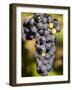 Marechal Foch Grapes at the Vineyard at Jewell Towne Vineyards, South Hampton, New Hampshire, USA-Jerry & Marcy Monkman-Framed Photographic Print