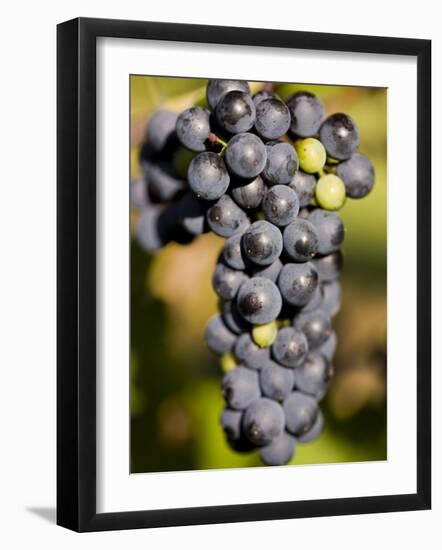 Marechal Foch Grapes at the Vineyard at Jewell Towne Vineyards, South Hampton, New Hampshire, USA-Jerry & Marcy Monkman-Framed Photographic Print