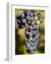 Marechal Foch Grapes at the Vineyard at Jewell Towne Vineyards, South Hampton, New Hampshire, USA-Jerry & Marcy Monkman-Framed Photographic Print