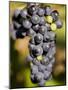 Marechal Foch Grapes at the Vineyard at Jewell Towne Vineyards, South Hampton, New Hampshire, USA-Jerry & Marcy Monkman-Mounted Photographic Print