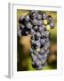 Marechal Foch Grapes at the Vineyard at Jewell Towne Vineyards, South Hampton, New Hampshire, USA-Jerry & Marcy Monkman-Framed Photographic Print